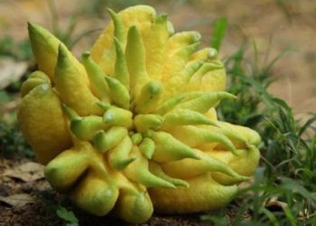 Gợi ý cách chọn quả phật thủ đẹp nhất để phát tài phát lộc cả năm