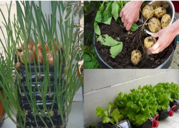 Chỉ cần trồng 1 lần là khỏi lo tốn tiền mua những loại rau củ này nữa!