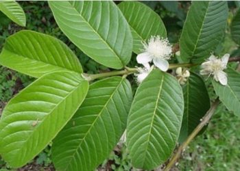 Lá ổi giúp điều trị nhiều bệnh thường gặp có thể bạn chưa biết