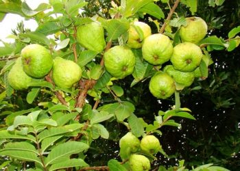 Chữa bệnh bằng cây ổi mang lại hiệu quả khiến bạn phải bất ngờ