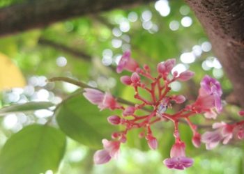 Bật mí một số tác dụng chữa bệnh từ hoa cực kỳ hữu ích