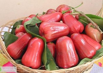 Tác dụng của quả roi không những giúp giảm cân mà còn rất lợi cho sức khỏe