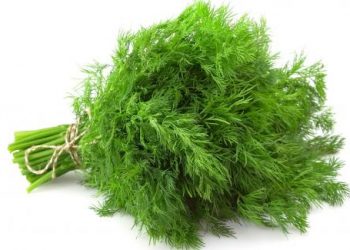 Trị mất ngủ, chống nhiễm trùng chỉ bằng tác dụng của rau thìa là