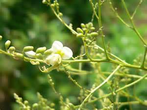 Kiểm soát huyết áp bằng hoa