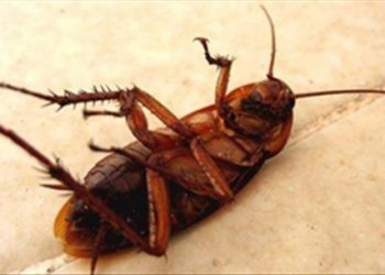 Mẹo nhỏ để diệt gián hiệu quả mà không cần dùng tới hóa chất độc hại