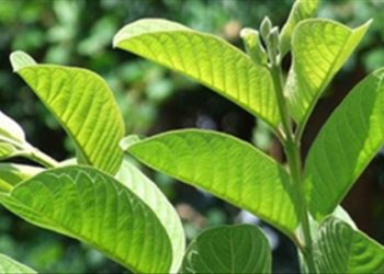 Chữa đau răng nhanh tại nhà nên và không nên dùng tuốc gì để cắt cơn đau nhanh chóng