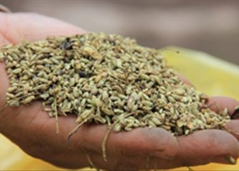 Thuốc hay từ hoa hòe, cực phí nếu bạn bỏ qua bài viết này!