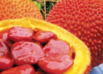 Ăn gấc giúp giảm 50% nguy cơ ung thư, có thể bạn sẽ bất ngờ!