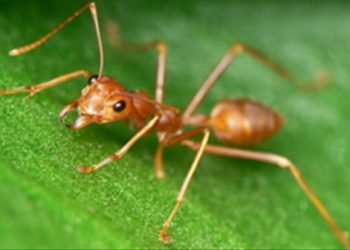 Cách đơn giản đuổi kiến cực hiệu quả không cần dùng hóa chất