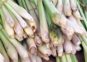 Nghìn lẻ tác dụng của cây sả không phải ai cũng biết