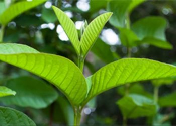 Mẹo hay chữa nước ăn chân hiệu quả từ 4 loại lá dễ kiếm