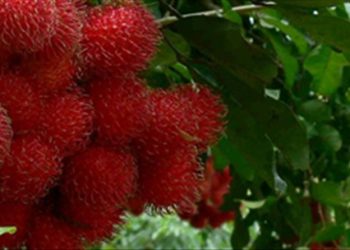 Bí quyết nhận biết chôm chôm chín ép bằng hóa chất