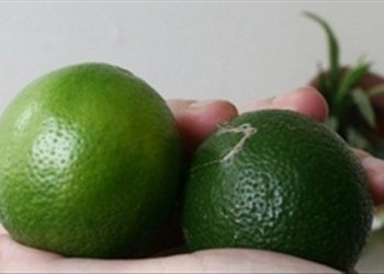 Bí quyết chọn chanh tươi không có độc các bạn nên biết