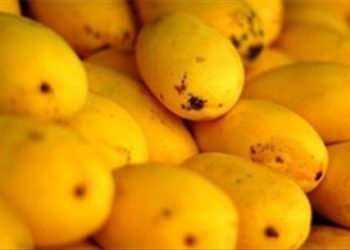 Hướng dẫn cách nhận biết xoài Việt Nam và xoài Trung Quốc