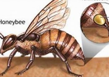 Tử vong do ong đốt, làm như thế nào để phòng tránh?