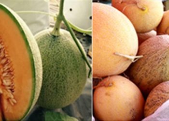 Nhận biết quả TQ “đột lốt” hàng Việt: Cam, Quýt, Xoài, Dưa