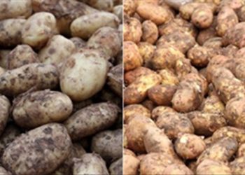 Cách nhận diện khoai tây Trung Quốc ‘làm màu’ khoai ta