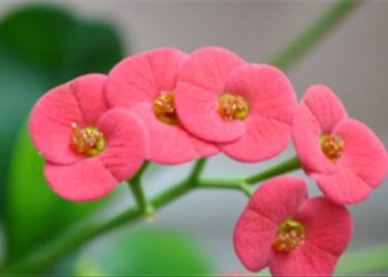 Những loại cây cảnh cực độc trong nhà bạn cần loại bỏ ngay