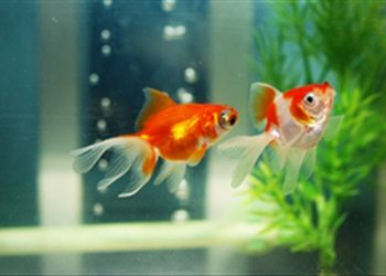 Mẹo hay khi lau dọn bể cá không phải người nào cũng biết