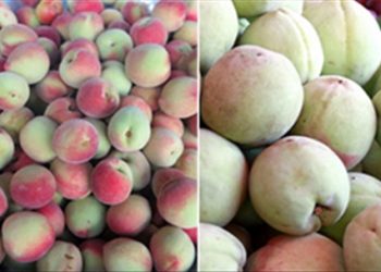 Nhận biết quả TQ “đột lốt” hàng Việt: Nho, Đào, Mận