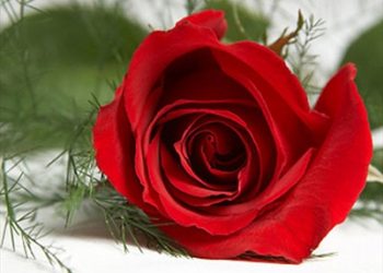 Cách đơn giản giữ hoa tươi lâu có thể bạn chưa biết