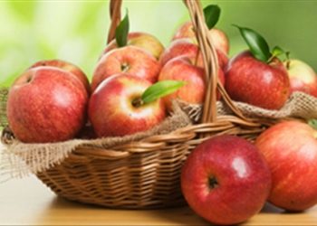 Đu đủ xanh, cà chua…là những loại quả giúp gò bồng đảo tăng kích cỡ