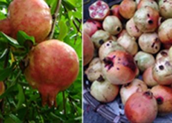 Nhận biết quả TQ “đột lốt” hàng Việt: Hồng, Lựu, Táo, Lê