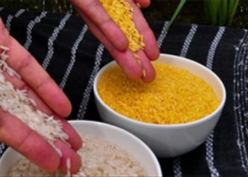 Một vài mẹo hay bảo quản gạo không bị mối mọt tấn công