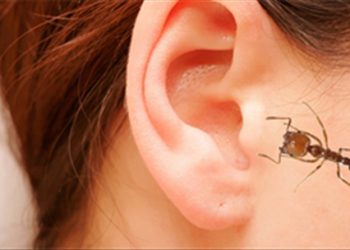 Bị côn trùng bò vào tai, làm sao để không… bị điếc?
