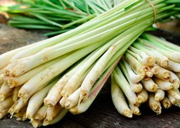 Cây sả đánh bay các triệu chứng ốm yếu mùa này, không biết cực phí
