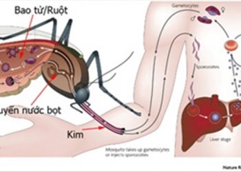 Cách nhận biết và phòng tránh muỗi vằn ai cũng nên biết