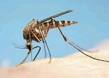 Mẹo đơn giản chống muỗi hiệu quả bạn nên tham khảo ngay