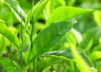 Bật mí cách trị mùi hôi cơ thể bằng trà xanh cực hiệu quả