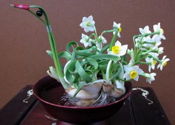 Hướng dẫn cách trồng hoa thủy tiên nở rực rỡ để chơi Tết