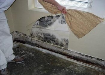 Cách chống nấm mốc cho nhà bị ngập nước đơn giản mà hiệu quả