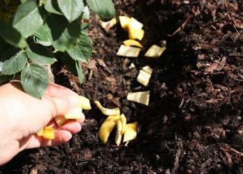 Các loại phân bón tự nhiên cho cây từ rác thải, đồ ăn thừa