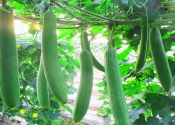 Mướp hương có tác dụng gì? Những món ăn ngon, thanh mát tốt cho sức khỏe