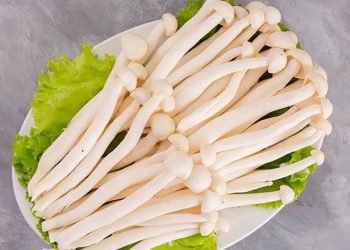 Nấm hải sản: Cách chế biến các món ăn ngon mang đến giá trị sức khỏe hữu ích