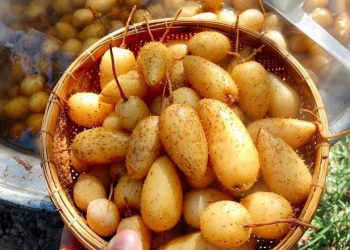Củ lùn – Món ăn ấu thơ mộc mạc, bình dị của lũ trẻ miền Tây và lợi ích sức khỏe tốt