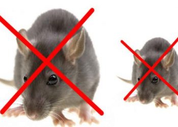 Cách đuổi chuột bằng giấm và bông cực đơn giản luôn