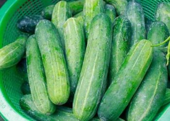 Mách nhỏ các mẹ cách chọn dưa chuột không đắng khi đi chợ