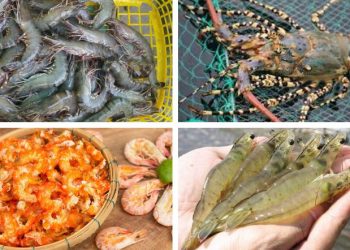 Cơ thể tôm có mấy phần? Cấu tạo chi tiết cơ thể tôm
