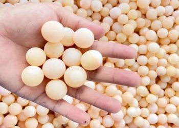 Loại trứng nhỏ bằng 1/2 trứng cút, giá rẻ nhưng được coi là thần dược
