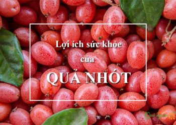 8 Lợi ích sức khỏe của quả nhót và bài thuốc hiệu quả
