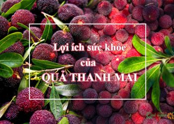 8 Lợi ích tuyệt vời của quả thanh mai đối với sức khỏe