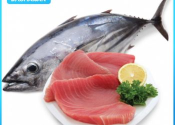 Bà bầu ăn cá ngừ được không? Lưu ý khi ăn cá ngừ trong thai kỳ