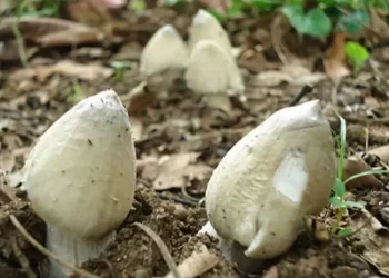 Bật mí 3 cách chế biến nấm mối – Đặc sản nổi tiếng miền Tây