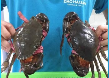 Cách làm món cà ri cua thịt chiêu đãi cả nhà
