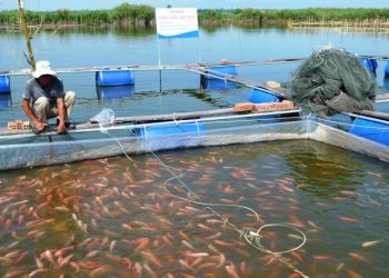 Khi chăn nuôi cá bạn cần chú ý những điều sau đây