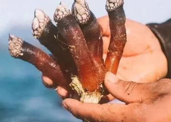 Ốc cổ ngỗng “đặc sản đến từ địa ngục” chỉ dành cho giới thượng lưu